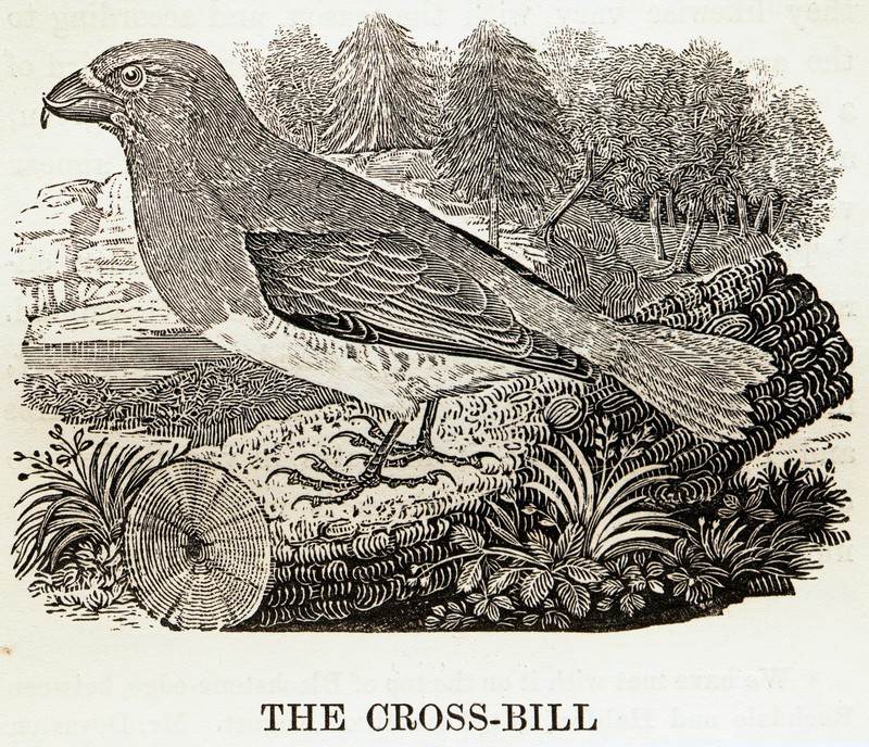 Crossbill woodcut by Thomas Bewick.jpg