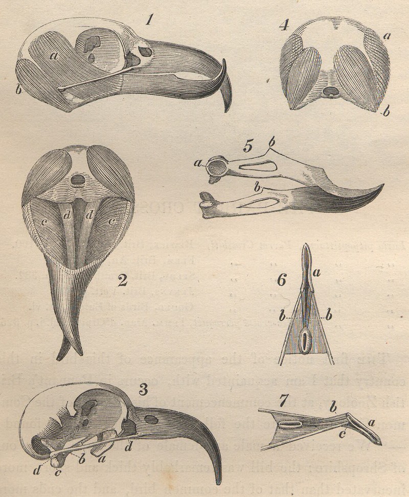 Crossbill skull and jaw anatomy from Yarrell History of British Birds 1843 (detail).jpg
