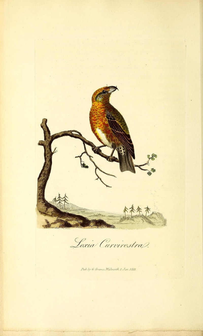 British ornithology (18775355969).jpg