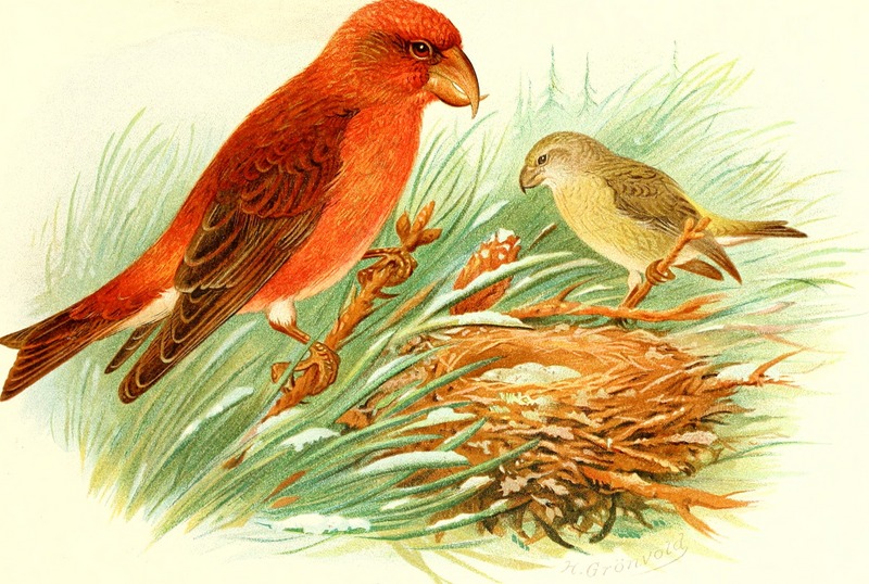 Birds of Great Britain and Ireland (1907) (14568581209).jpg