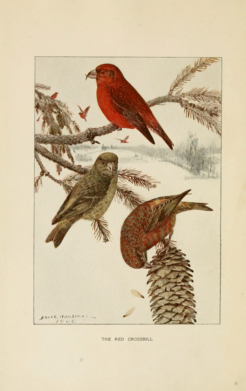 Alaskan bird-life as depicted by many writers (6289017308).jpg