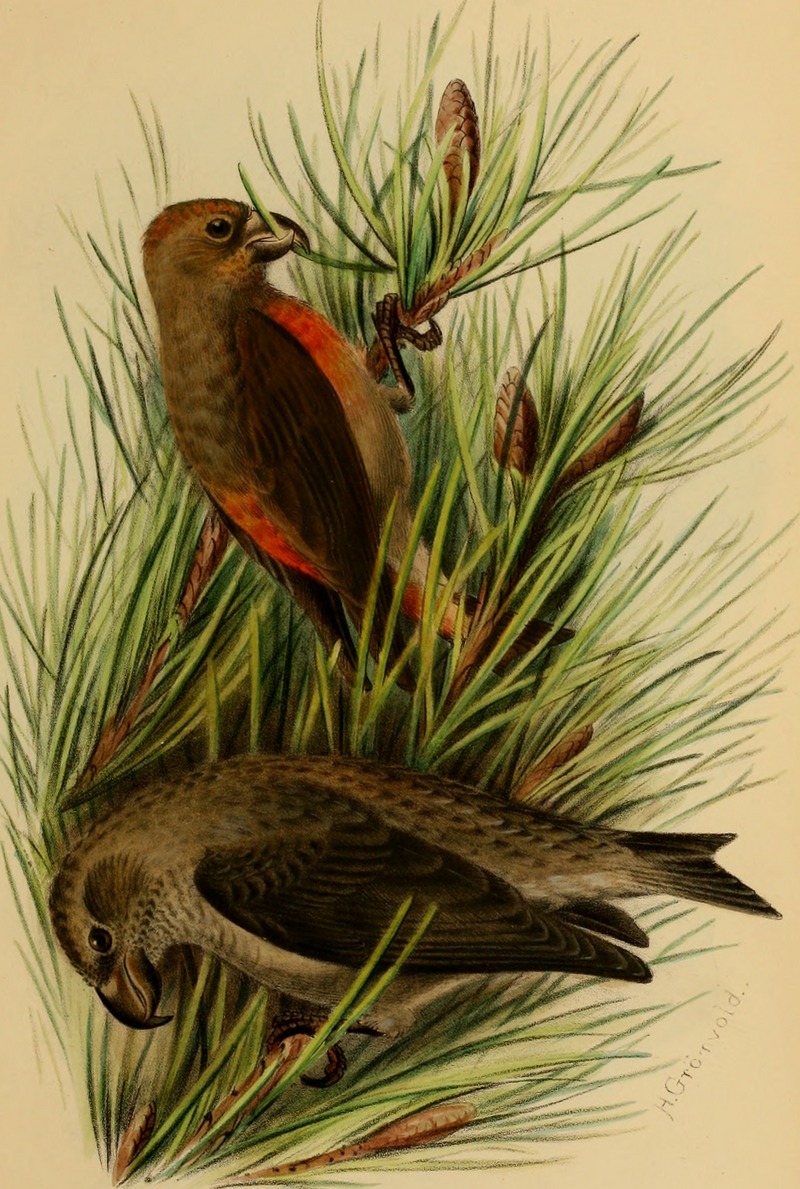 The birds of Tunisia; being a history of the birds found in the regency of Tunis (1905) (19764191973).jpg