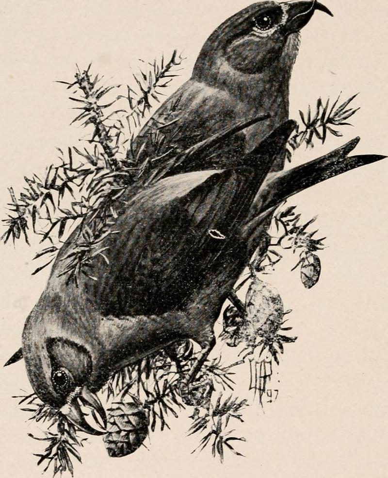 Image from page 303 of -Introduction to zoology; a guide to the study of animals, for the use of secondary schools;- (1900) (14804971413).jpg