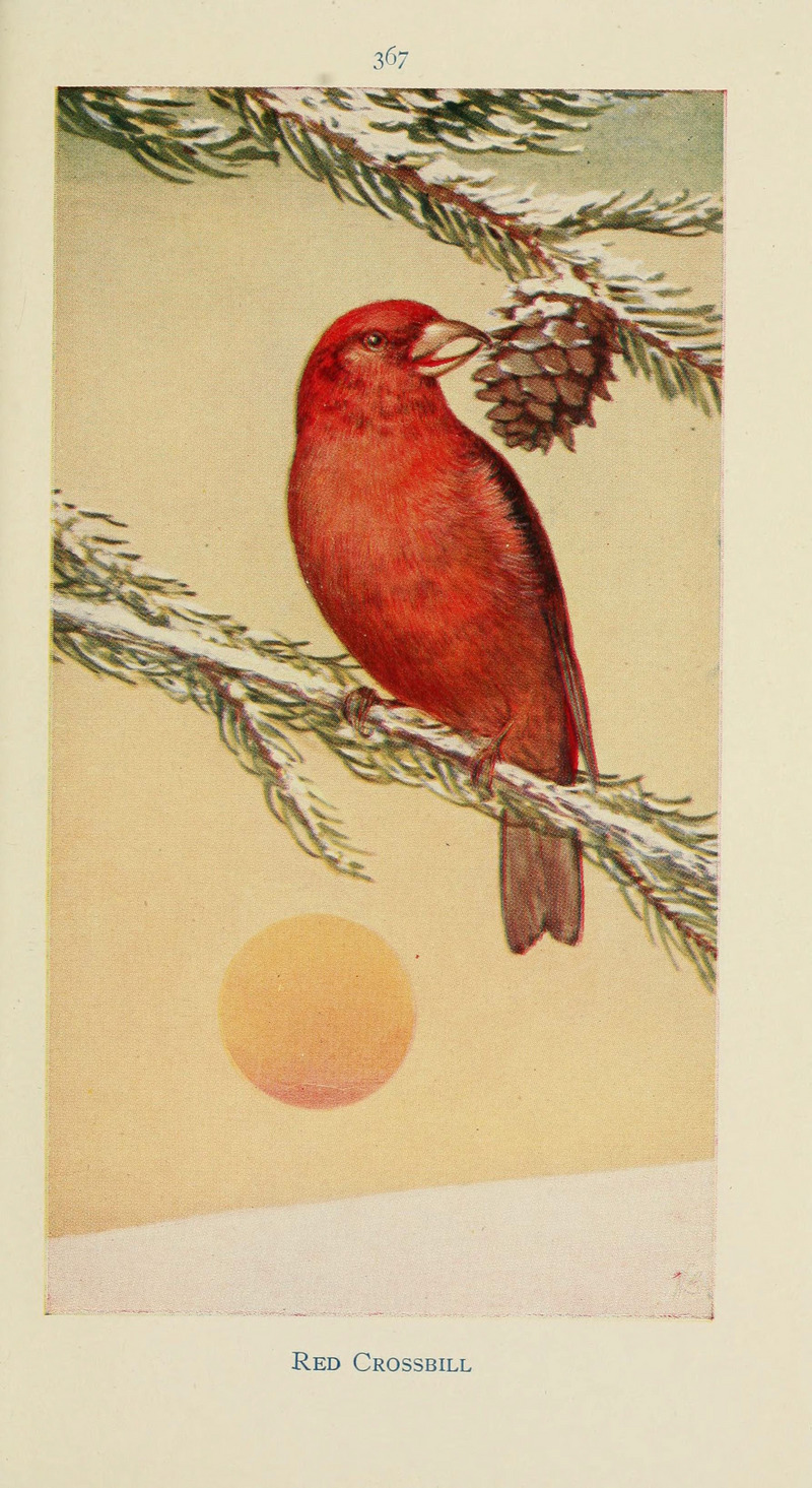 Field book of wild birds and their music (6260627312).jpg