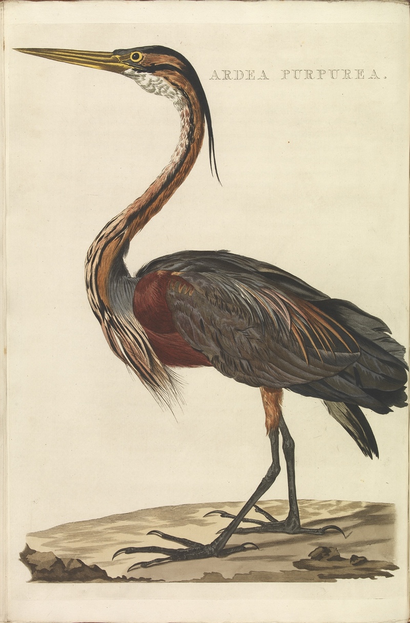 Nederlandsche vogelen (KB) - Ardea purpurea (352b).jpg