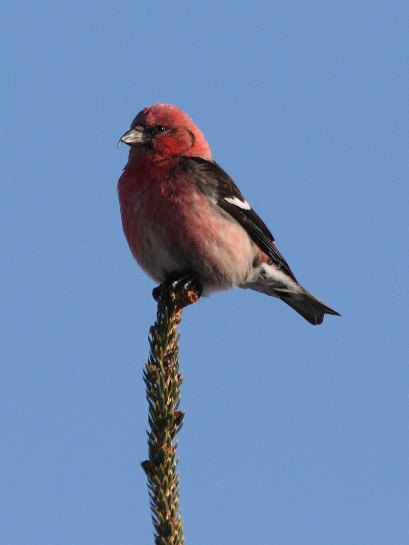 White-winged Crossbill - male - two-barred crossbill (Loxia leucoptera).jpg