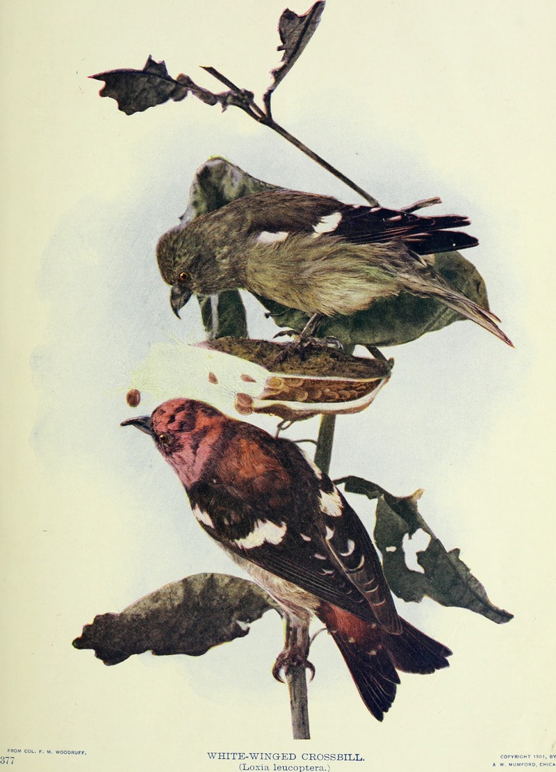 Birds and nature (1901) (14746152604).jpg