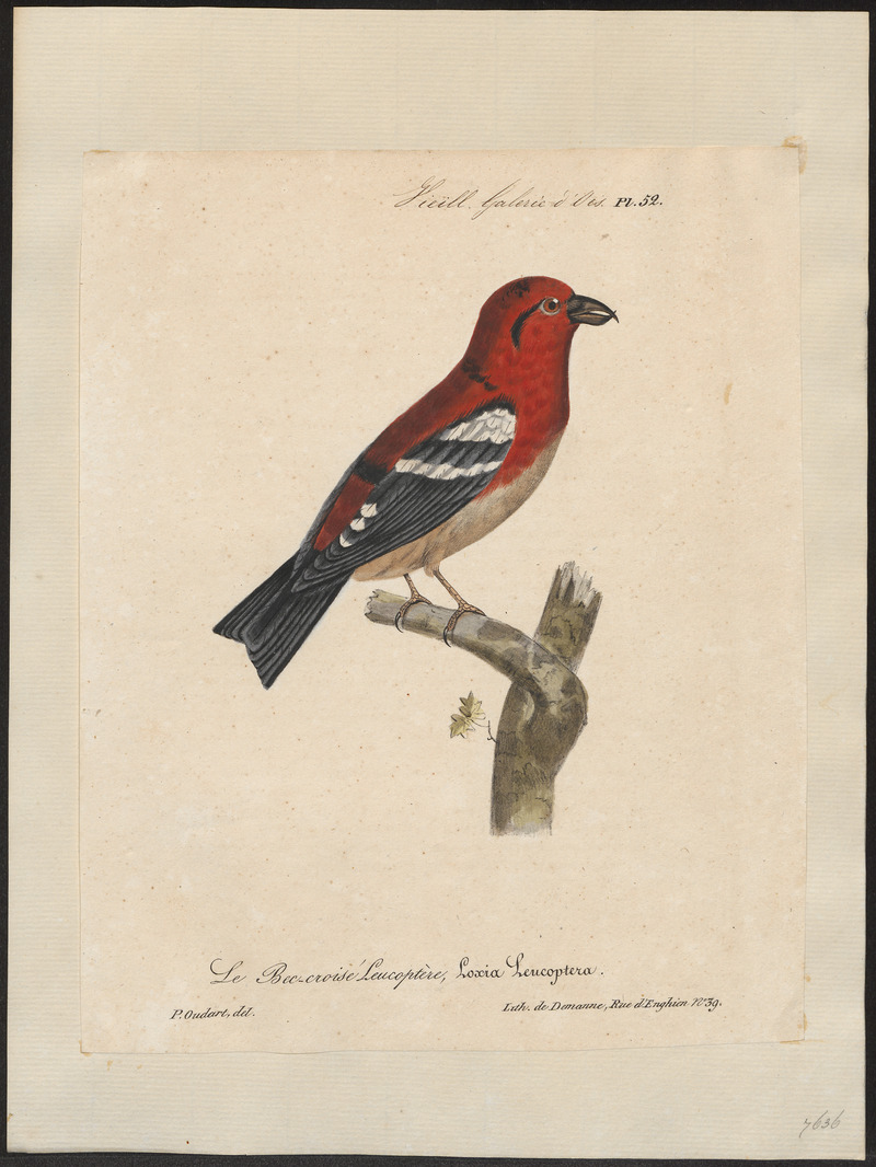 Loxia leucoptera - 1825-1834 - Print - Iconographia Zoologica - Special Collections University of Amsterdam - UBA01 IZ16000189.jpg