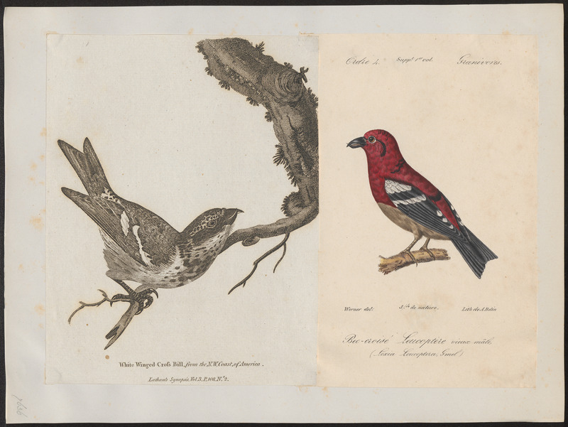 Loxia leucoptera - 1700-1880 - Print - Iconographia Zoologica - Special Collections University of Amsterdam - UBA01 IZ16000191.jpg
