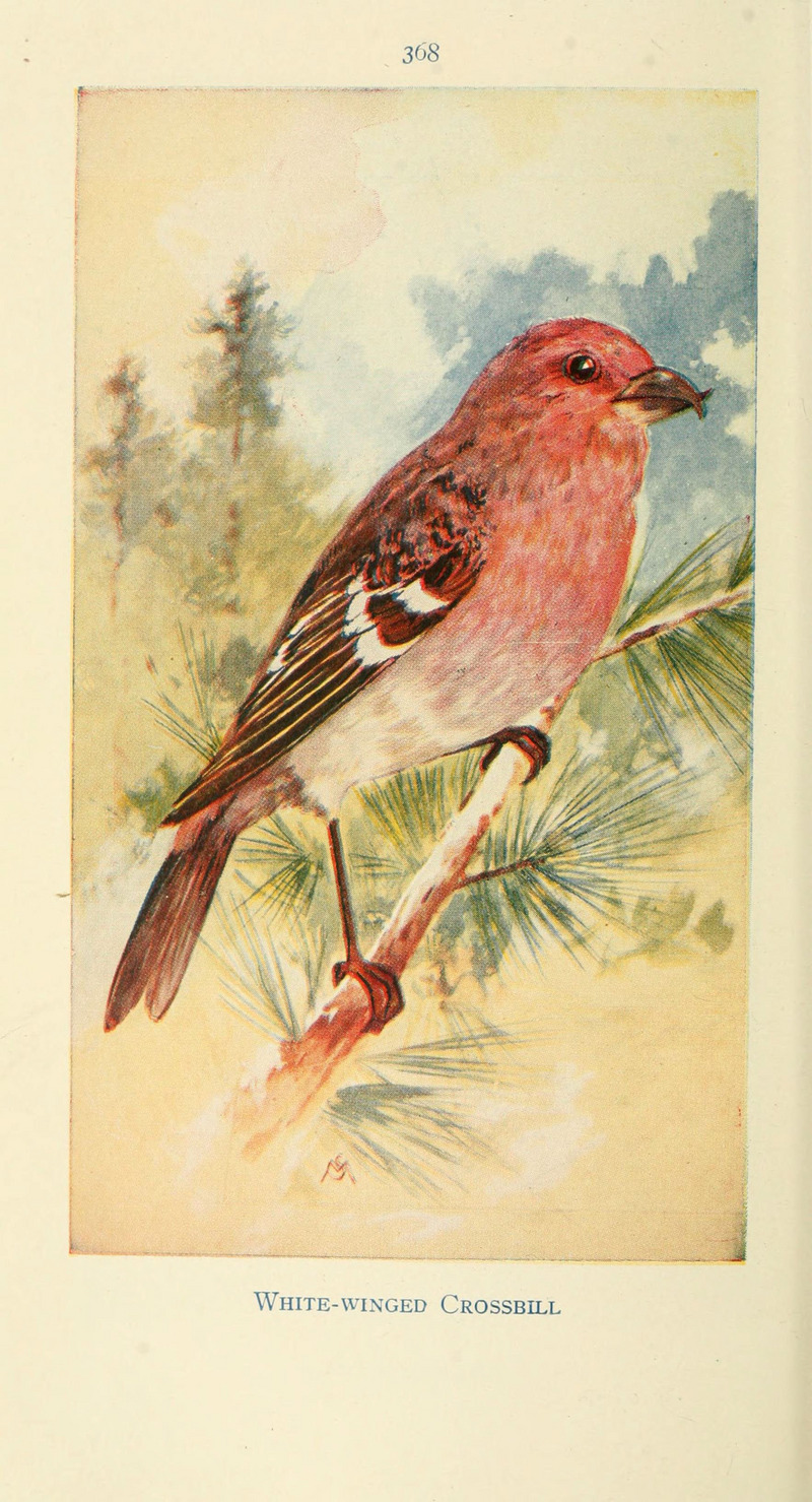 Field book of wild birds and their music (6260627584).jpg