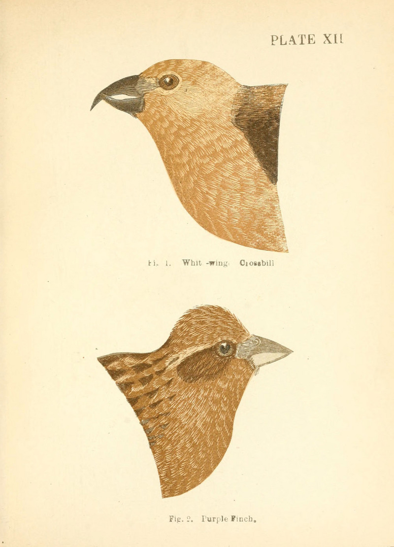 Handbook of the sparrows, finches, etc., of New England (Plate XII) (6353320207).jpg
