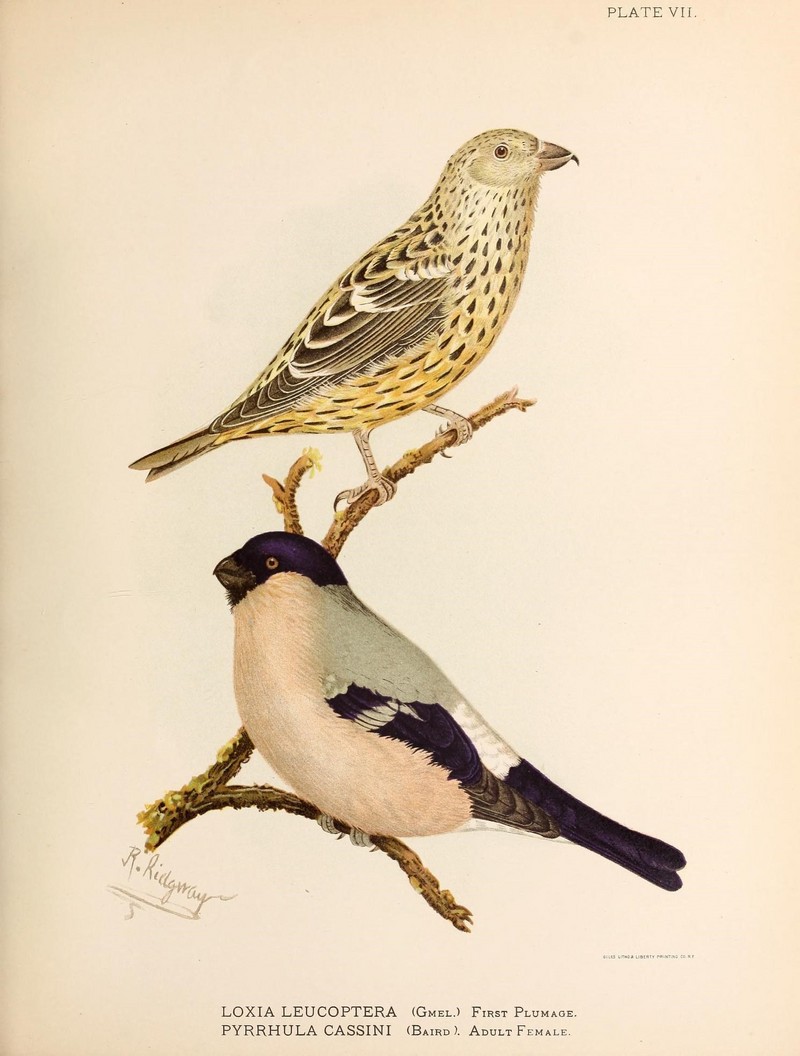 Contributions to the natural history of Alaska (PLATE VII) (9215376911).jpg