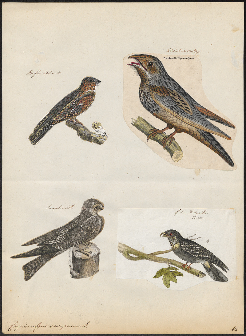 Caprimulgus europaeus - 1700-1880 - Print - Iconographia Zoologica - Special Collections University of Amsterdam - UBA01 IZ16700037.jpg