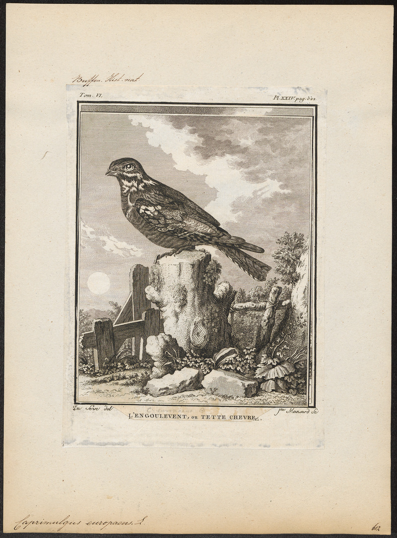 Caprimulgus europaeus - 1700-1880 - Print - Iconographia Zoologica - Special Collections University of Amsterdam - UBA01 IZ16700035.jpg