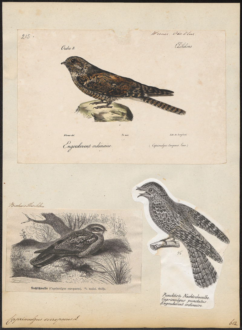Caprimulgus europaeus - 1700-1880 - Print - Iconographia Zoologica - Special Collections University of Amsterdam - UBA01 IZ16700033.jpg