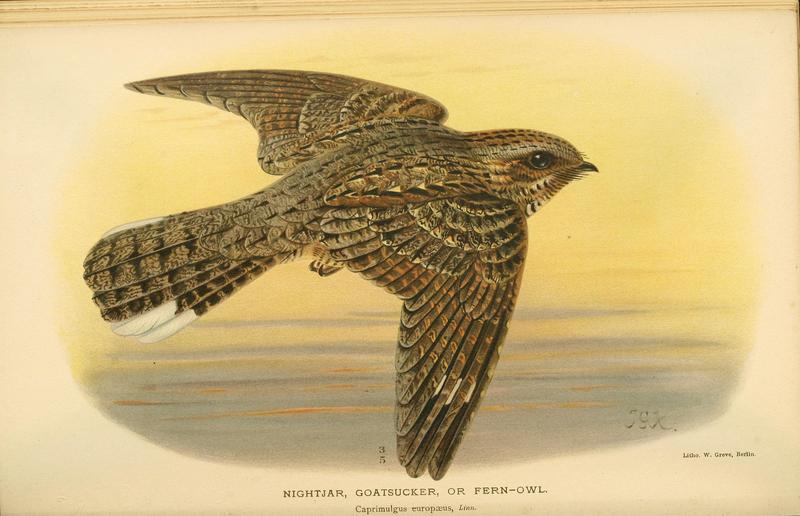 Caprimulgus europaeus -Coloured figures of the birds of the British Islands (1885-1897).jpg