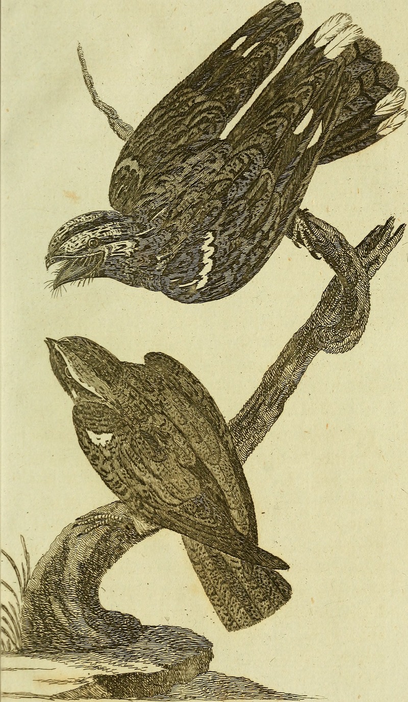 British zoology (1776) (19796510064).jpg