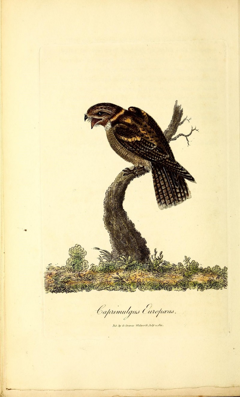 British ornithology (18773951158).jpg
