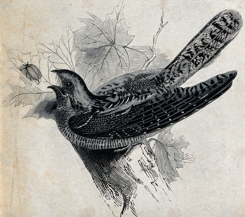A bird; a nightjar (Caprimulgus europaeus). Wood engraving, Wellcome V0022366.jpg