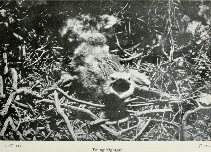 The birds of the British Isles and their eggs (1919) (14569092970).jpg