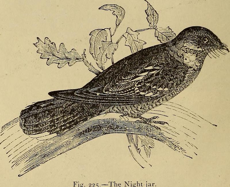 Reptiles and birds. A popular account of the various orders; with a description of the habits and economy of the most interesting. (1873) (14563275207).jpg