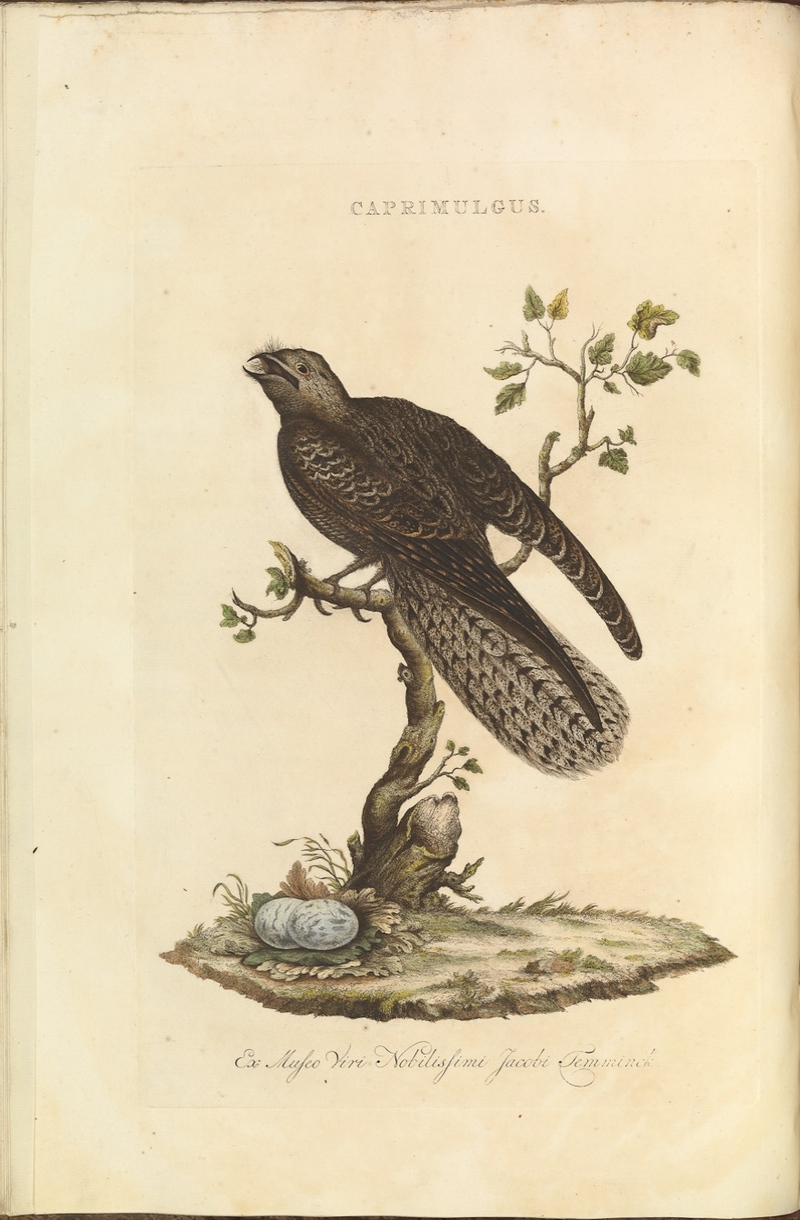 Nederlandsche vogelen (KB) - Caprimulgus europaeus (038b).jpg