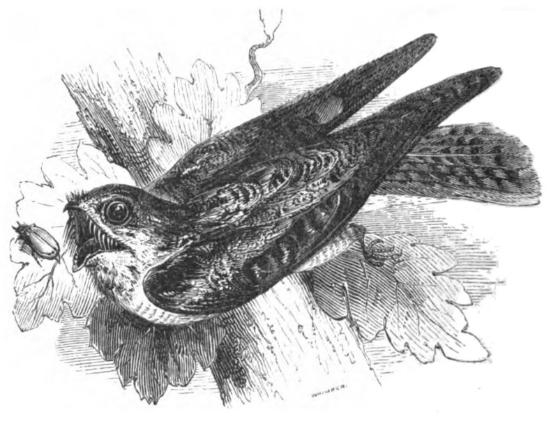 Natural History, Birds - Nightjar.jpg