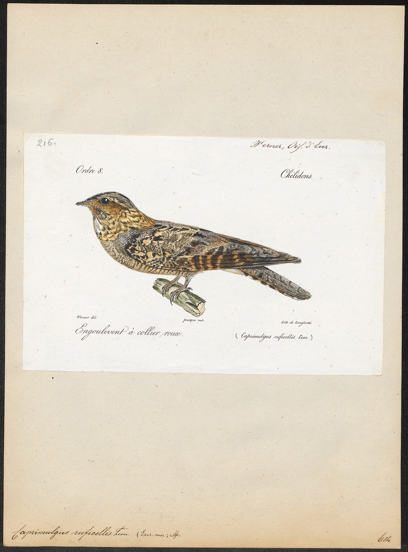 Caprimulgus ruficollis - 1842-1848 - Print - Iconographia Zoologica - Special Collections University of Amsterdam - UBA01 IZ16700039.jpg