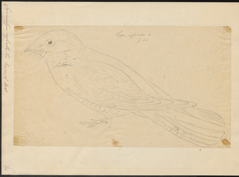 Caprimulgus ruficollis - 1700-1880 - Print - Iconographia Zoologica - Special Collections University of Amsterdam - UBA01 IZ16700041.jpg