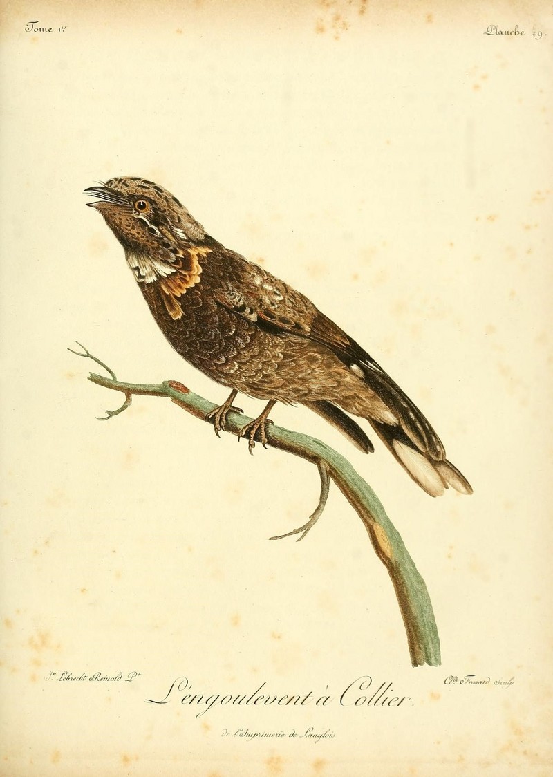 Histoire naturelle des oiseaux d'Afrique (8598188428).jpg