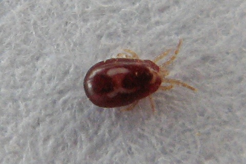 Dermanyssus gallinae mite - Dermanyssus gallinae (red mite, poultry mite).jpg