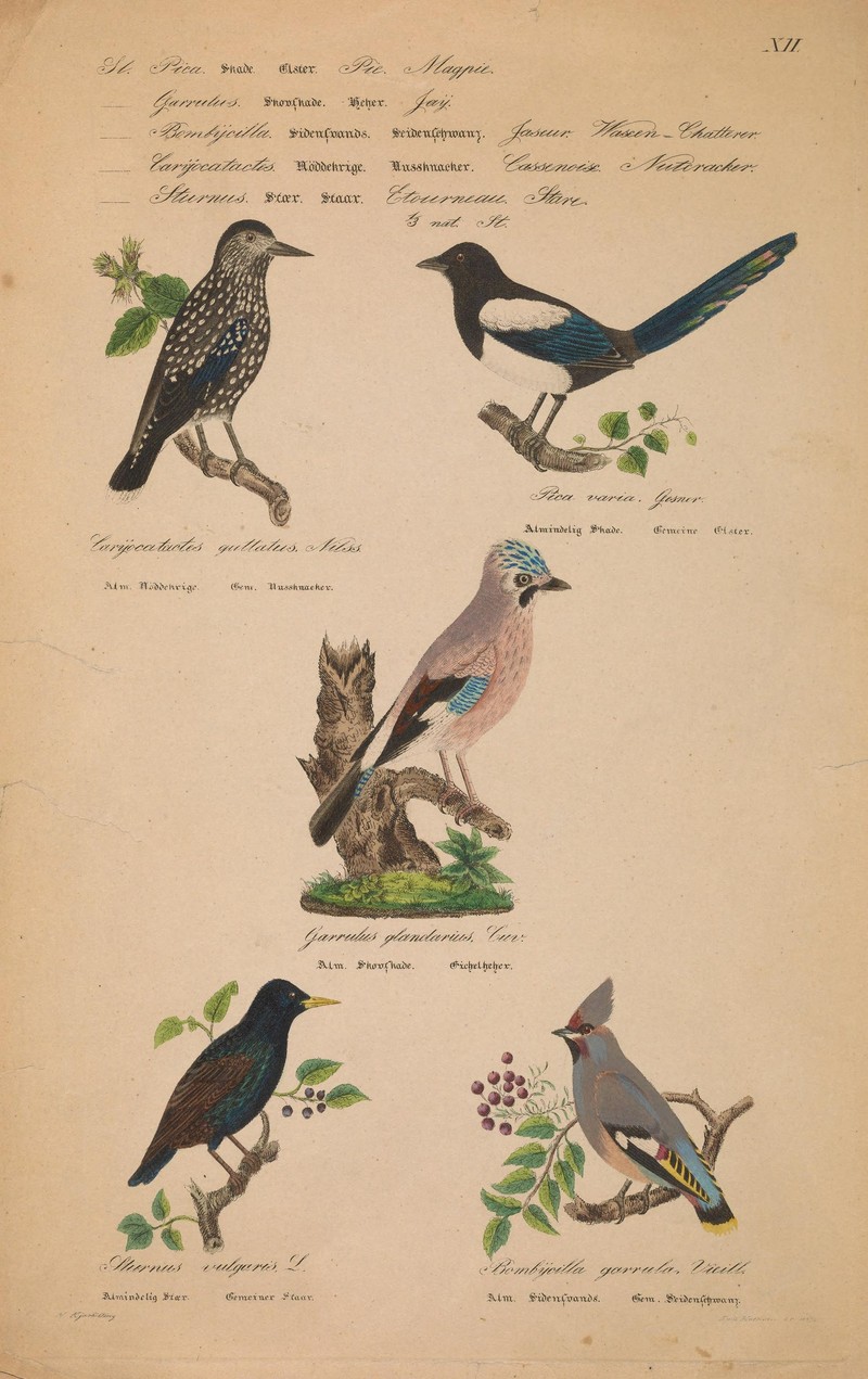 Danmarks fugle, beskrevne (Plate XII) (6999724897).jpg
