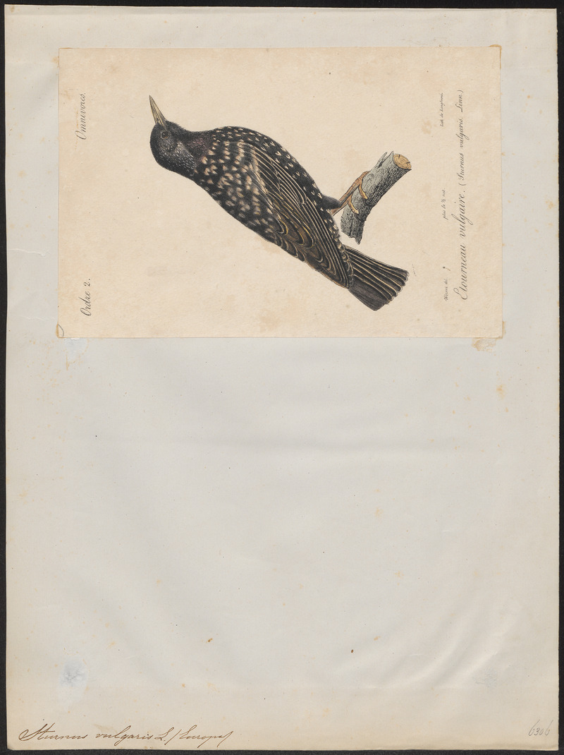 Sturnus vulgaris - 1842-1848 - Print - Iconographia Zoologica - Special Collections University of Amsterdam - UBA01 IZ15800079.jpg
