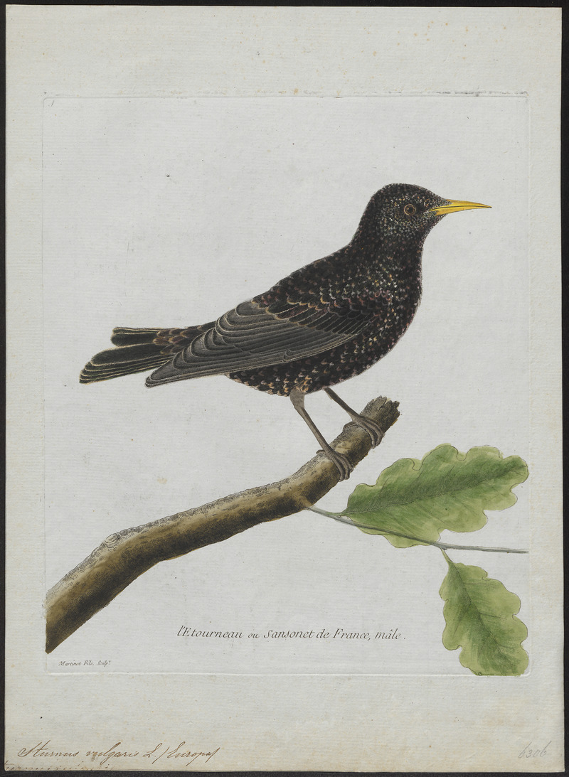 Sturnus vulgaris - 1790-1796 - Print - Iconographia Zoologica - Special Collections University of Amsterdam - UBA01 IZ15800073.jpg
