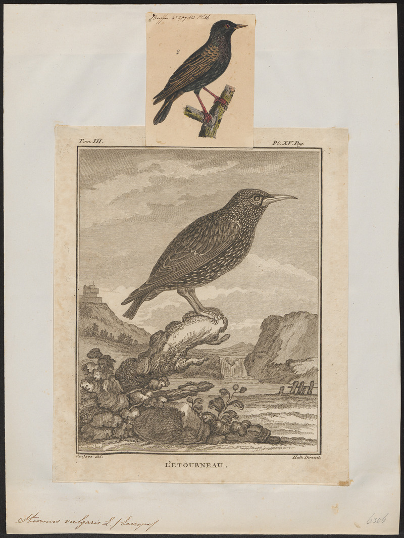 Sturnus vulgaris - 1700-1880 - Print - Iconographia Zoologica - Special Collections University of Amsterdam - UBA01 IZ15800077.jpg