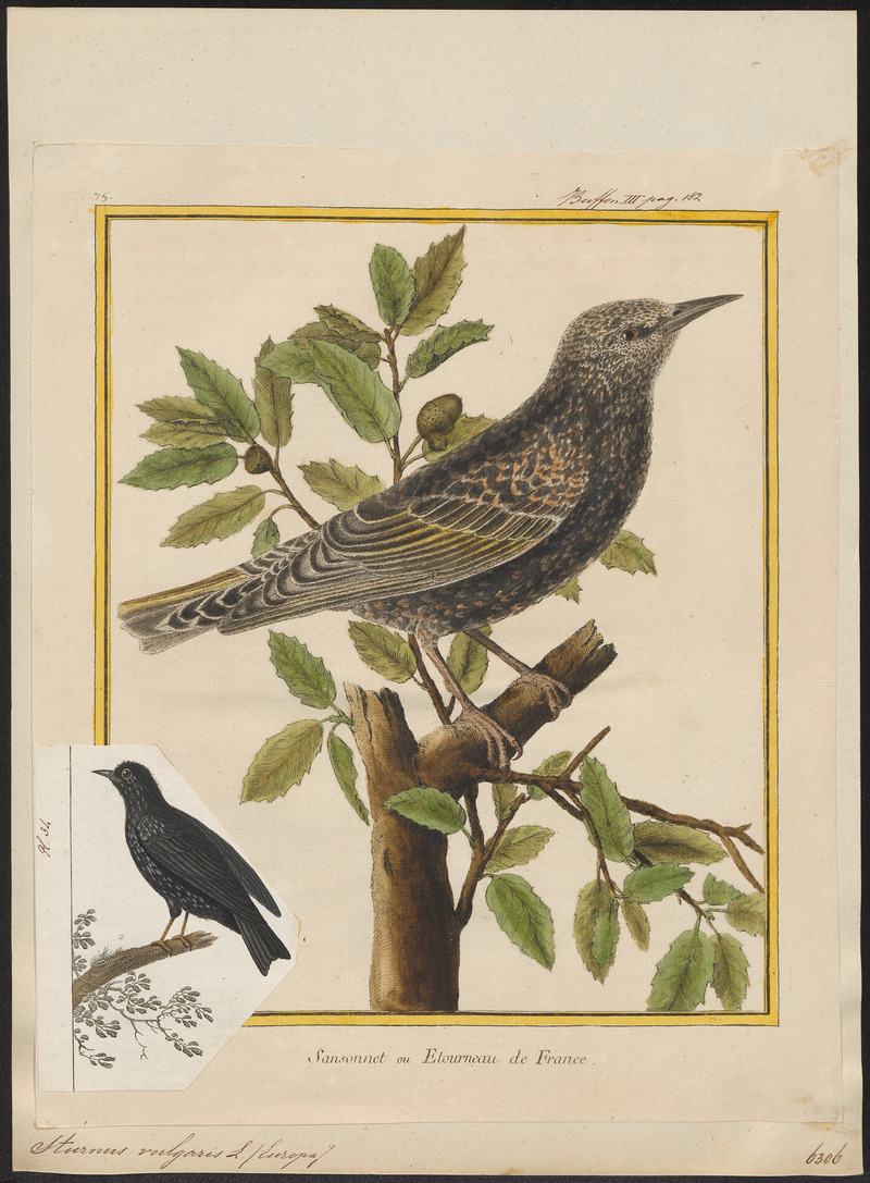 Sturnus vulgaris - 1700-1880 - Print - Iconographia Zoologica - Special Collections University of Amsterdam - UBA01 IZ15800075.jpg