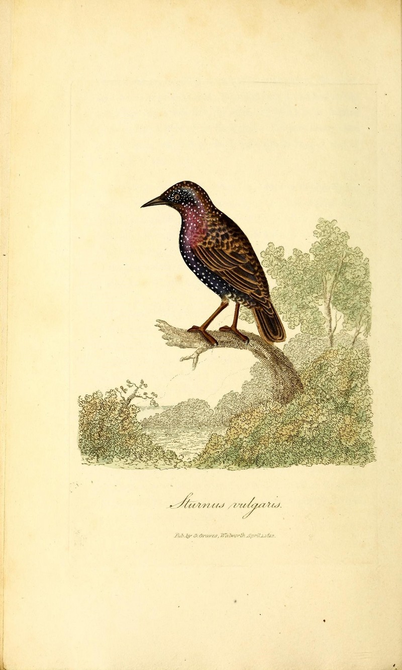 British ornithology (18340546863).jpg