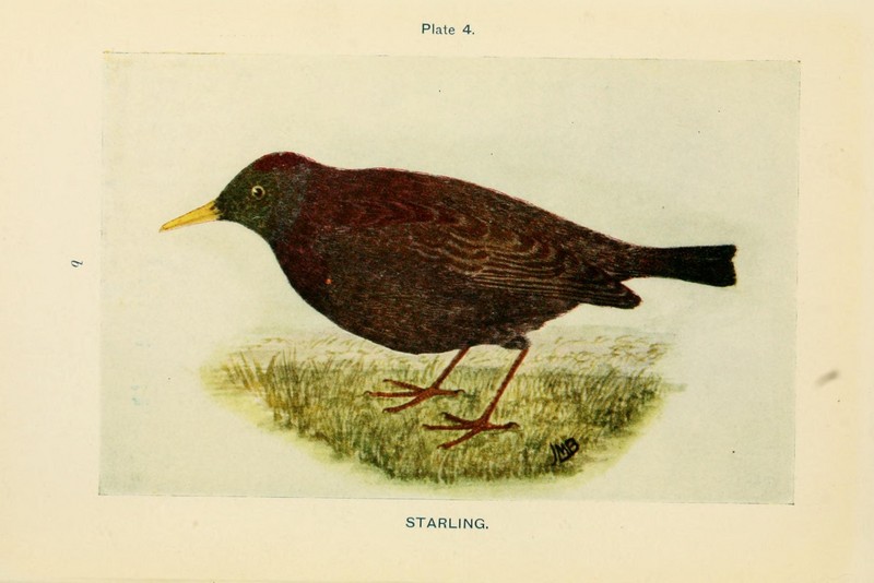 British birds and their eggs (Plate 4) (8453475438).jpg