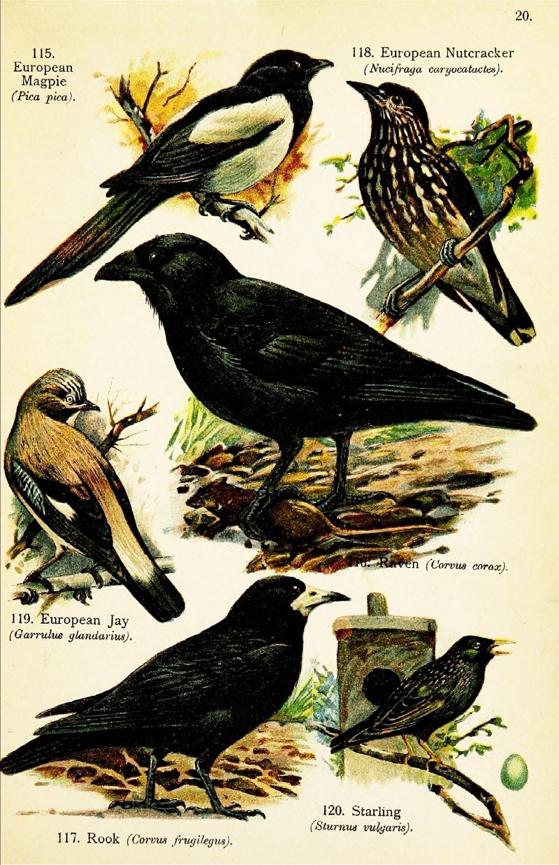 Birds of the world for young people (Pl. 20) (7971271672).jpg