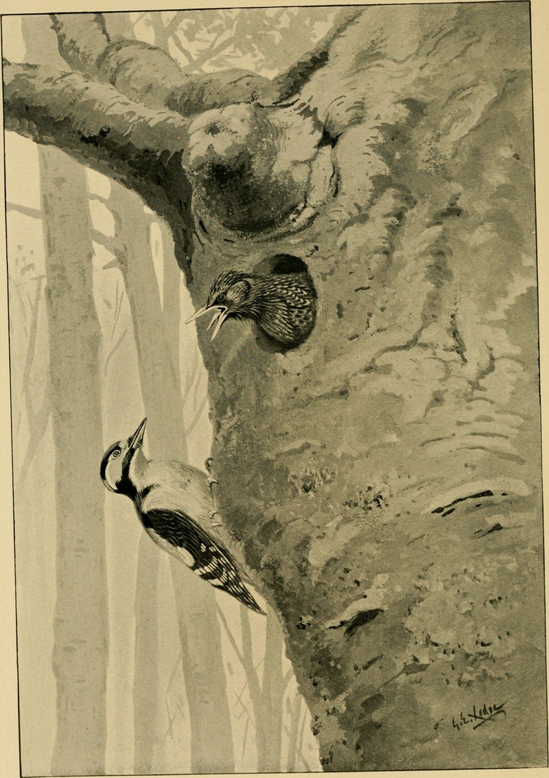 Bird life glimpses (1905) (14753005164).jpg