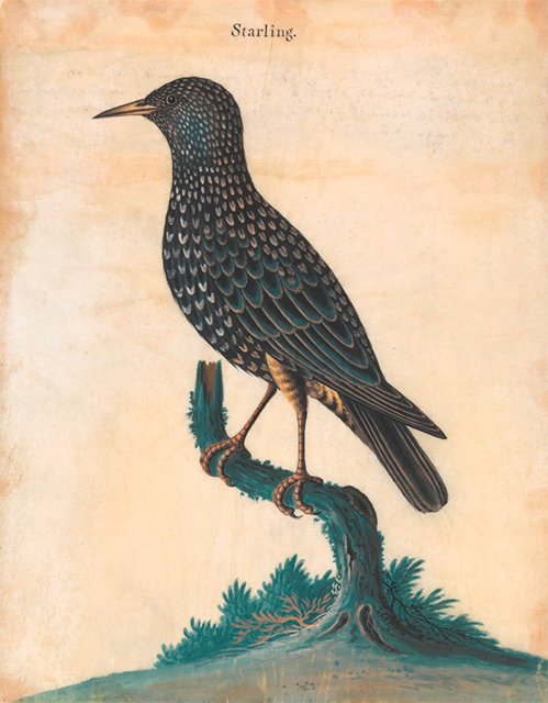 'A Starling' by Isaac Spackman, Yale Center for British Art.jpg