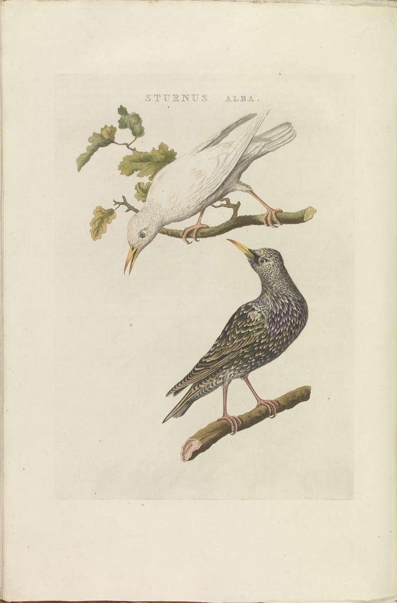 Nederlandsche vogelen (KB) - Sturnus vulgaris (376b).jpg
