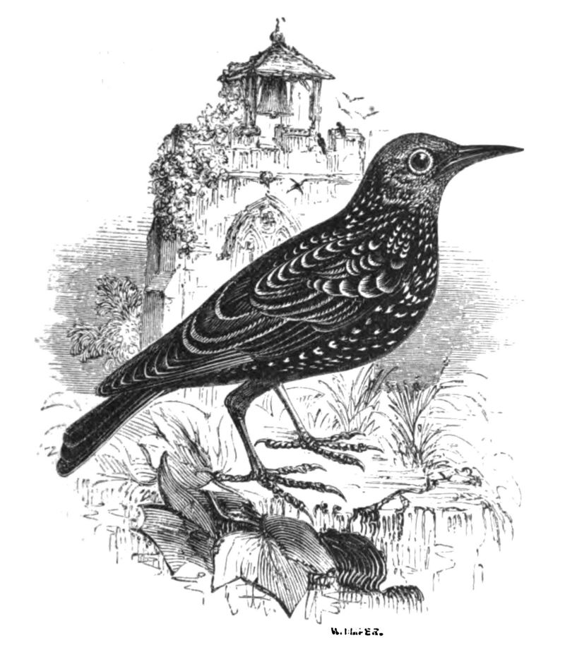Natural History, Birds - Starling.jpg