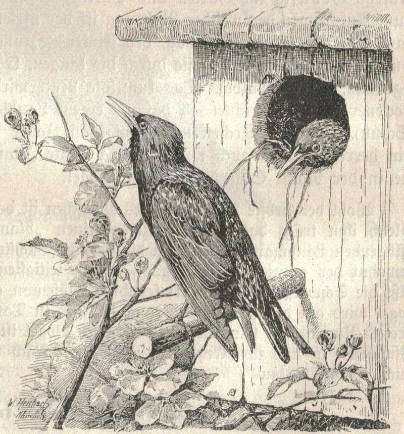 Heubach european starling.jpg