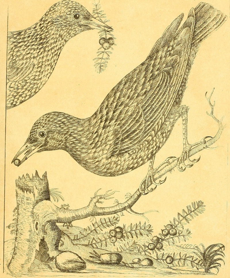 Harmonia ruralis, or, An essay towards a natural history of British song birds - illustrated with figures the size of life, of the birds, male and female, in their most natural attitudes (1794) (14563137590).jpg