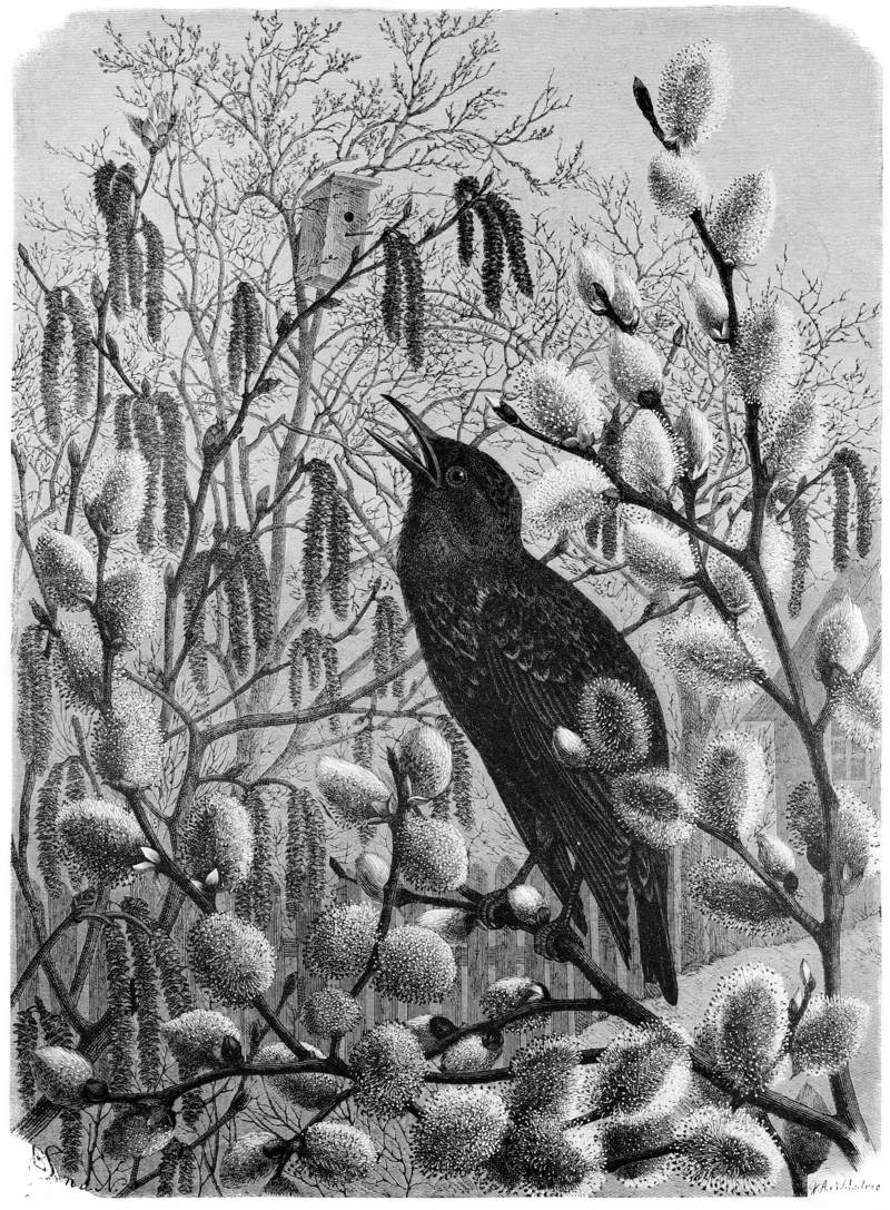 Die Gartenlaube (1876) b 299.jpg