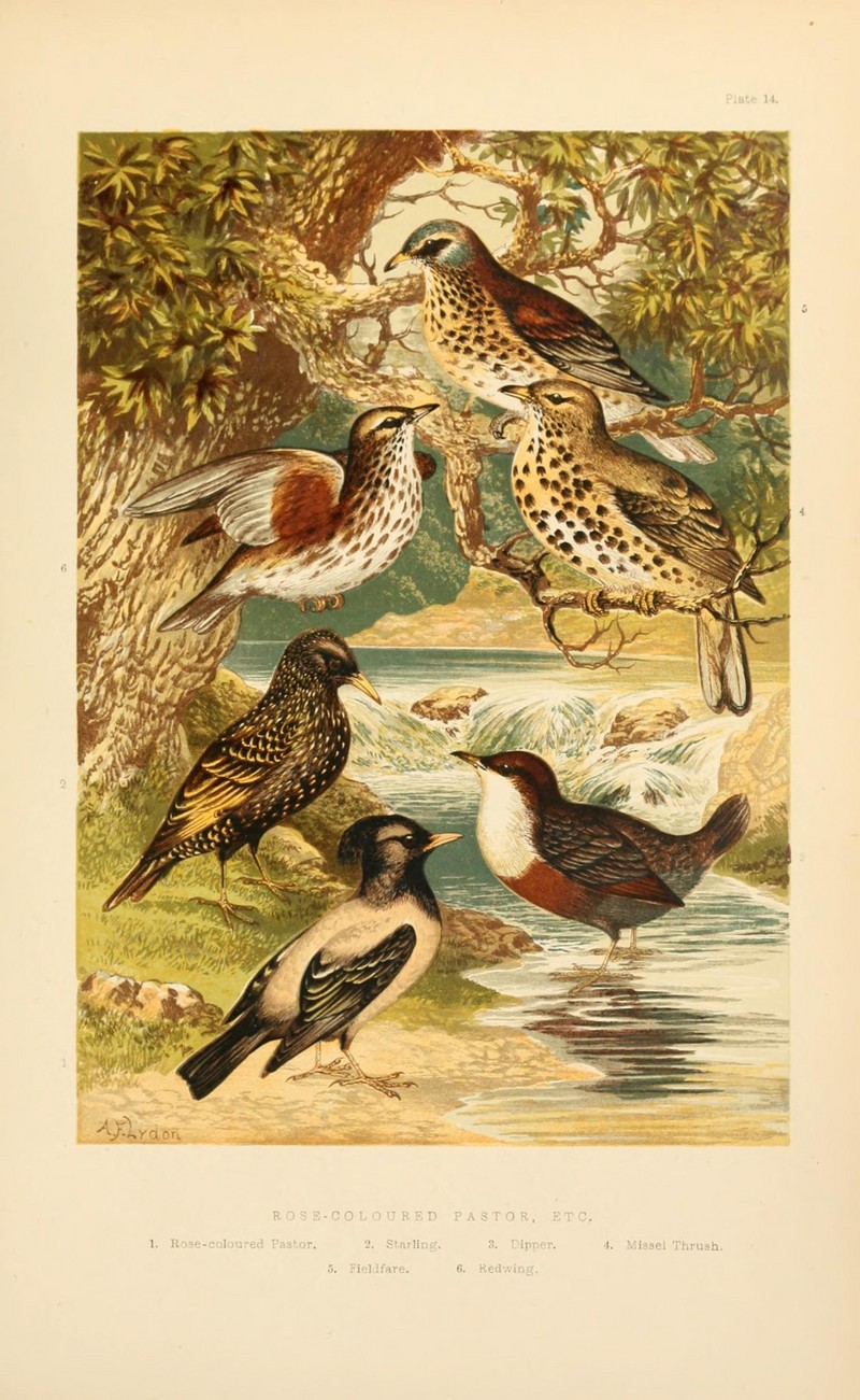 The smaller British birds (8053845896).jpg