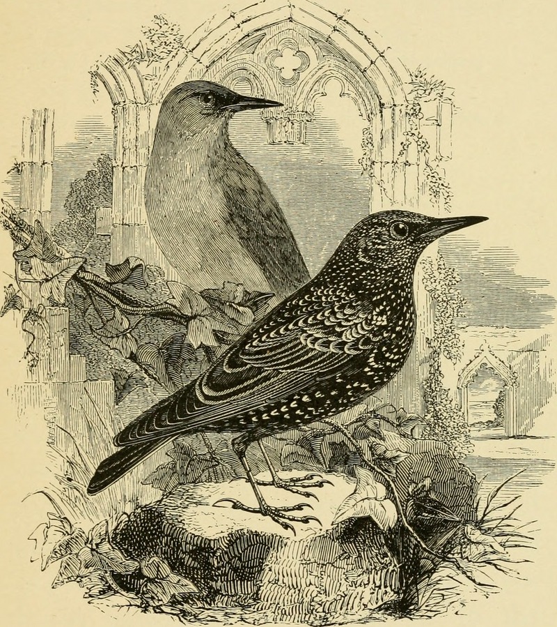 The birds of Shakespeare (1916) (14755396295).jpg