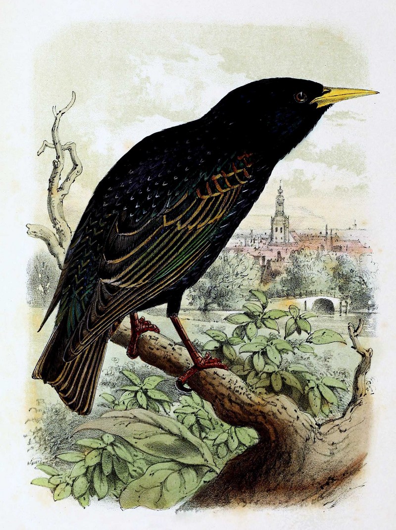 Sturnus vulgaris 1869.jpg