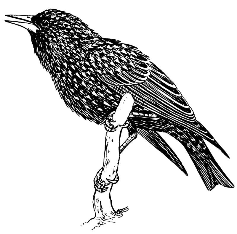 Starling (PSF).png